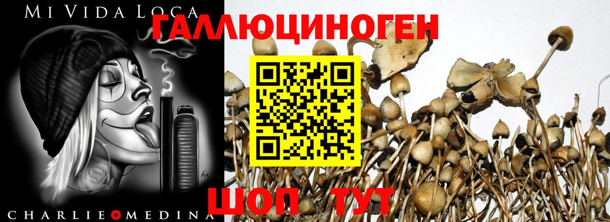 Минусинск  Псилоцибиновые грибы прущие грибы  Вход с VPN 
